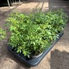 TAGETES 14 CM GOLD MEDAL MÅLSTA